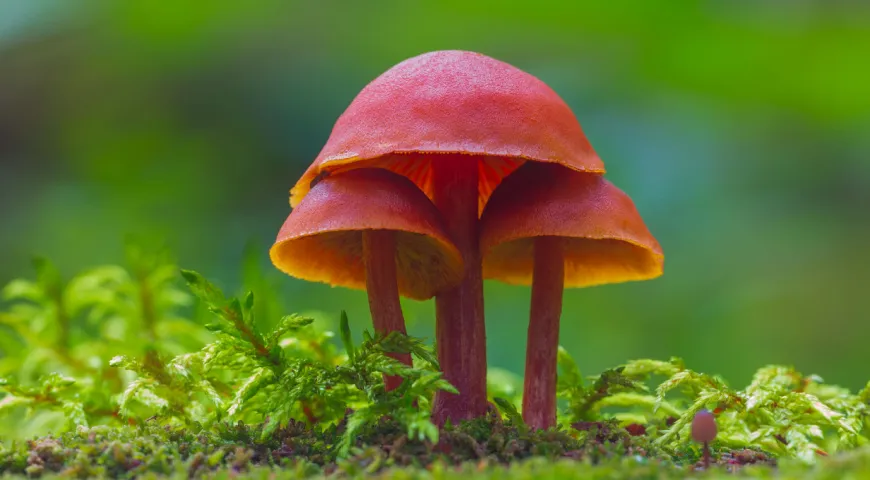 Эноки, энокитаке, золотые иглы, зимние грибы - описание продукта, как ...