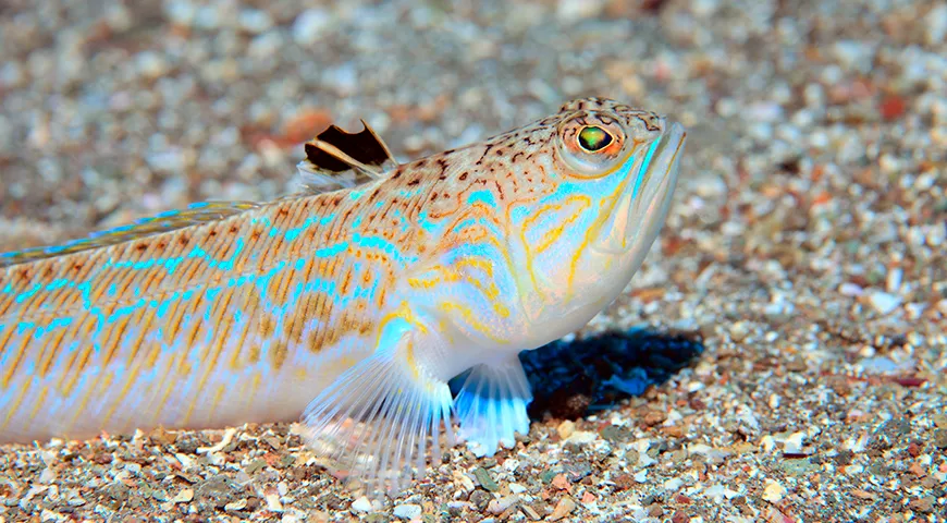 Рекомендуемая суточная норма потребления морского дракона для взрослого — 150–200 граммов