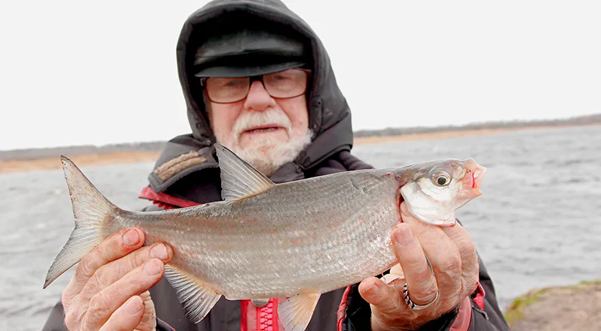 С точки зрения ихтиологии, рыбец (Vimba vimba) — это вид лучеперых рыб из семейства карповых