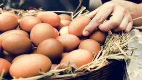 Ученые: употребление куриных яиц делает людей спокойными и счастливыми
