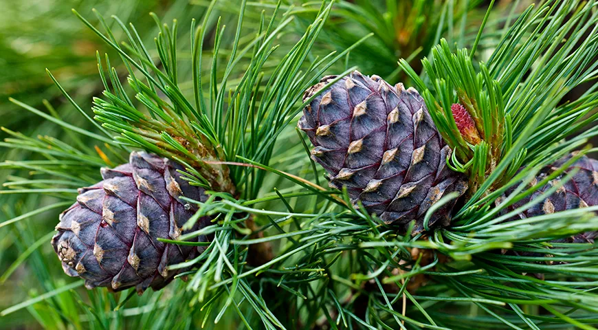 Шишки кедровой сосны