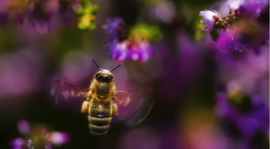 За свою недолгую жизнь (летом примерно месяц, а то и меньше) пчела, чтобы получить всего 100 г мёда, должна посетить в среднем 1 миллион цветов