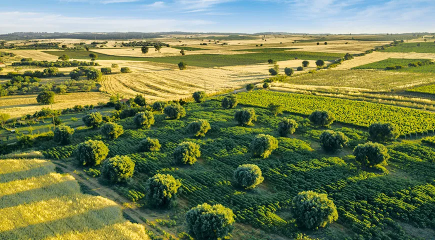 Эфирное масло для кулинарии пищевое Зелень Укропа, 5 мл (Царство Ароматов), купить в