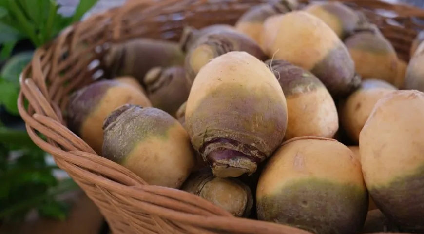 Плоды брюквы напоминают репу, но кожура часто имеет зеленый или фиолетовый цвет