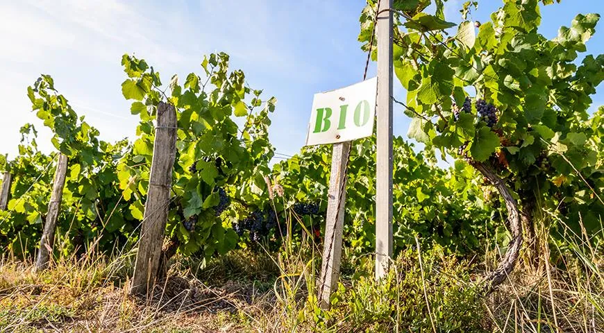 Органическое виноградарство и виноделие набирает популярность во всём мире
