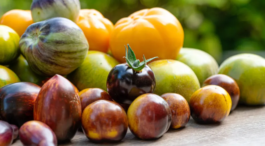 Помидор - описание продукта, как выбирать, как готовить, читайте на ...