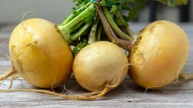 Названы 7 полезнейших овощей августа