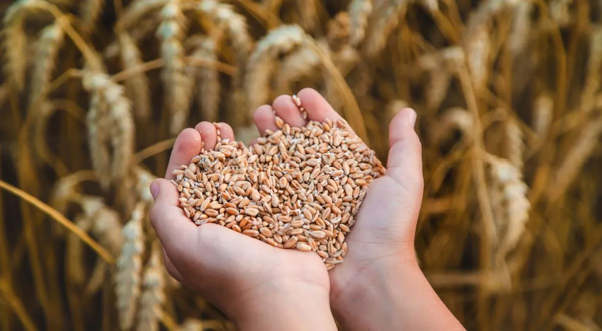 Урожай зерновых в России сократится почти на четверть: что может подорожать