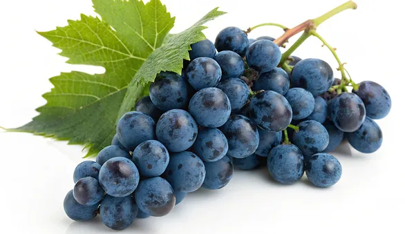 Виноград Изабелла