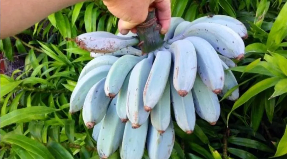 Голубые бананы