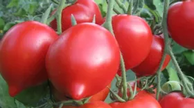 Почему кривянские помидоры считаются лучшими в России? 