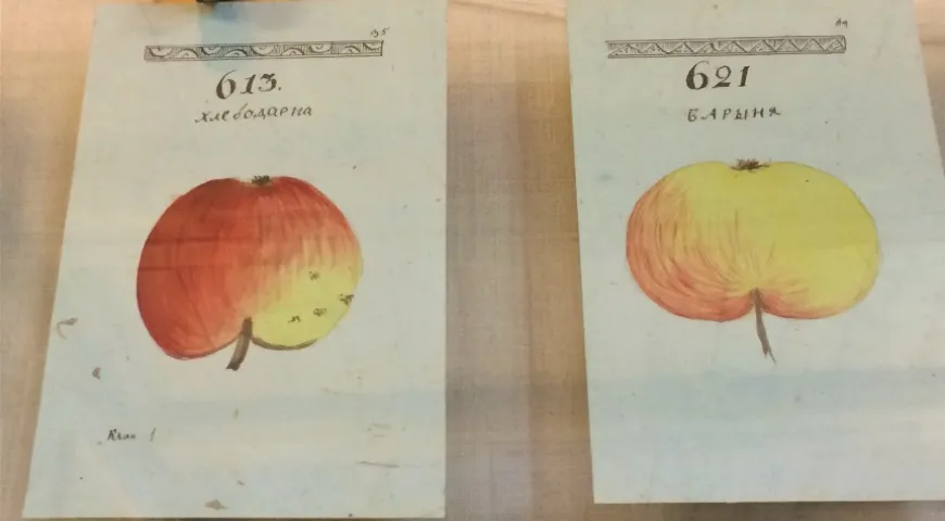 Страницы из альбома А.Т Болотова – родоначальника помологии, науки о яблоках