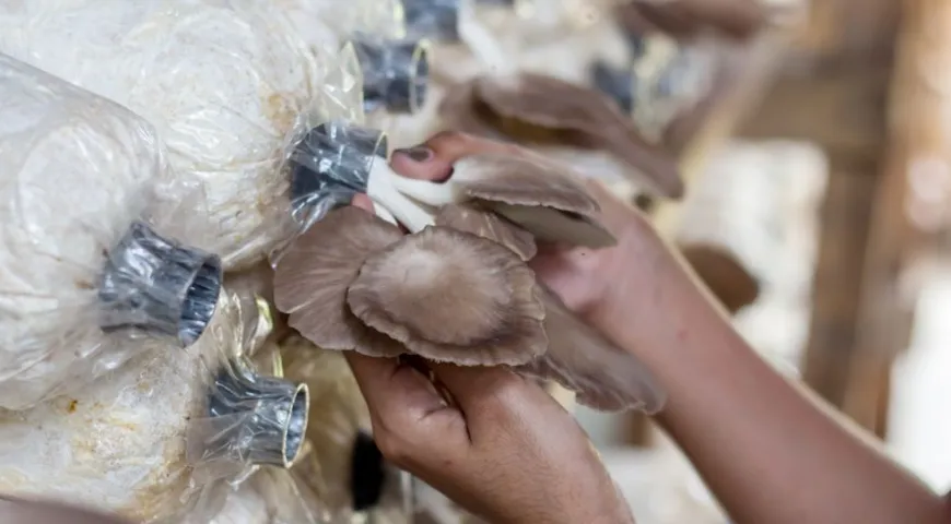 Вешенки выращивают не только для использования в гастрономических целях, но и для применения в медицине и косметологии 