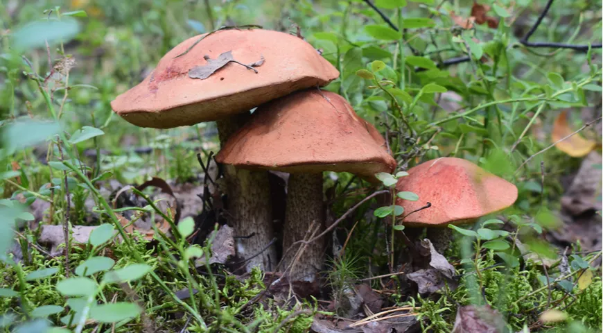 При неправильном употреблении грибы могут привести к проблемам с ЖКТ