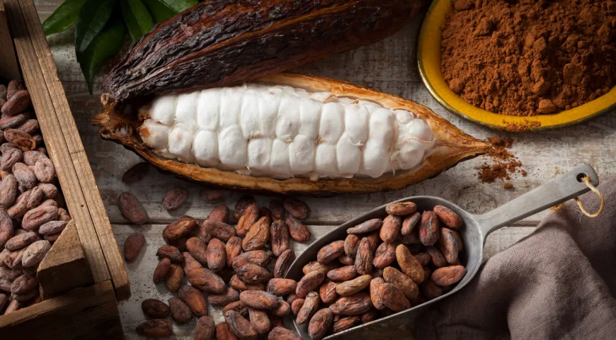 Какао-бобы чем-то напоминают кофейные зерна