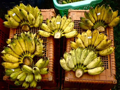 Банановое разнообразие Таиланда