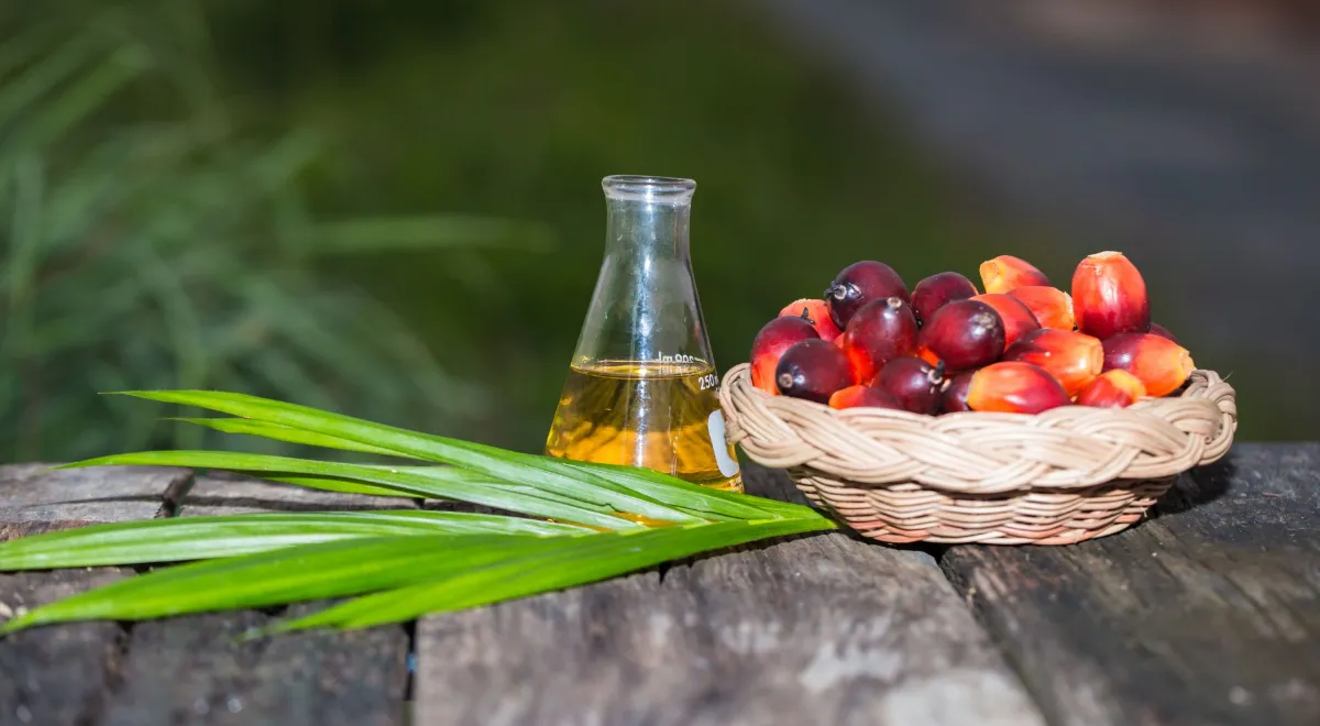 Польза и вред пальмового масла для организма человека: правда и вымысел