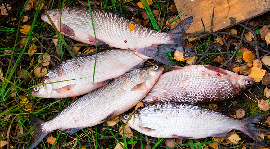 Сезон свежей пеляди (сырка) длится с поздней осени до ранней весны, когда ее мясо наиболее плотное