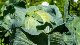 В Сети раскрыли, где и из-за чего капуста вырастает до размеров машины