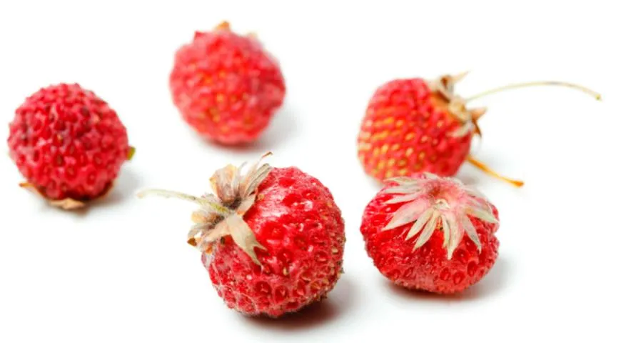 Клубника, земляника зеленая Fragaria viridis