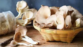 Вешенки: польза, вред и как выбрать качественные грибы