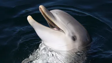 Медик месяц питался рыбными консервами и сделался похожим на дельфина