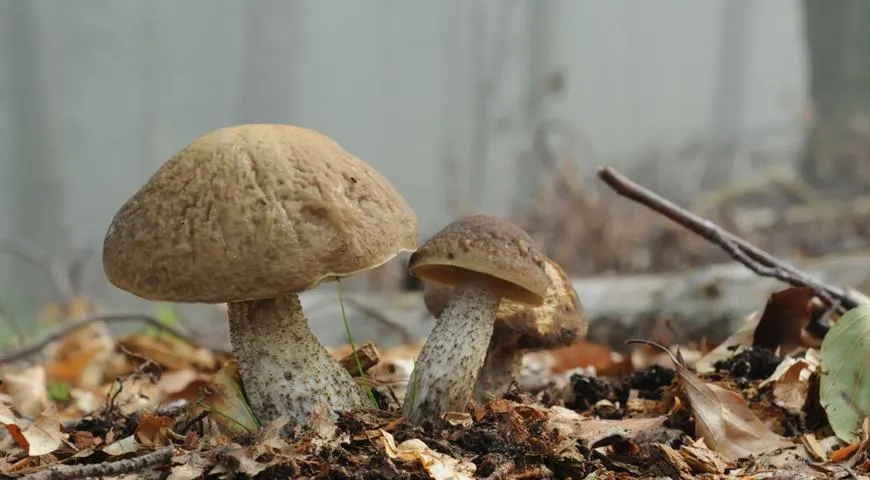 Раз грибочек, два грибочек: 3 простых рецепта грибной икры на зиму