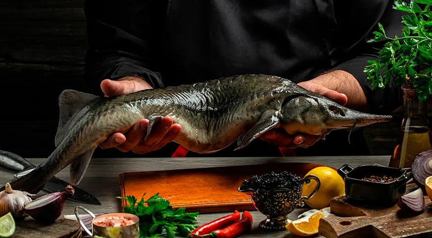 Осетр — один из самых крупных пресноводных и проходных рыб