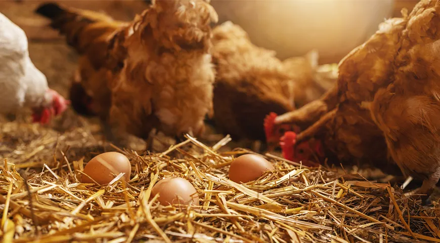 Яйца кур свободного выгула ничем не отличаются по вкусовым качествам от яиц, которые снесли куры из птичника. Различие только в цене