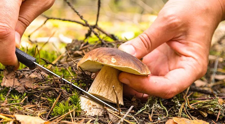Съедобные грибы могут быть опасны по многим причинам