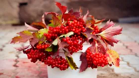 Калина: 5 замечательных лечебных качеств