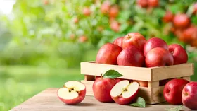 Яблоки: польза и вред для организма, какие сорта лучше