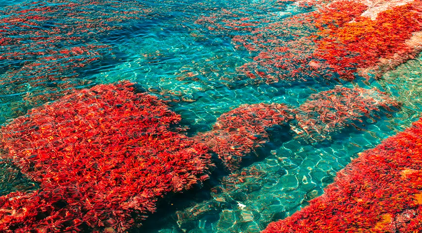 Филлофора — бентосный организм, произрастающий на скалистых и каменистых грунтах на глубинах от 5 до 60 метров, формируя обширные подводные «луга» или «поля»