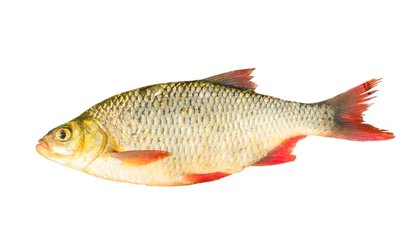 Красноперка