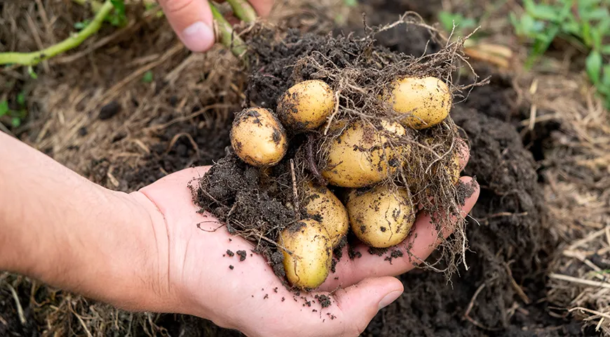 Беби-картофель — это недозрелые клубни обычного картофеля (Solanum tuberosum), извлеченные из земли через 60-75 дней после посадки