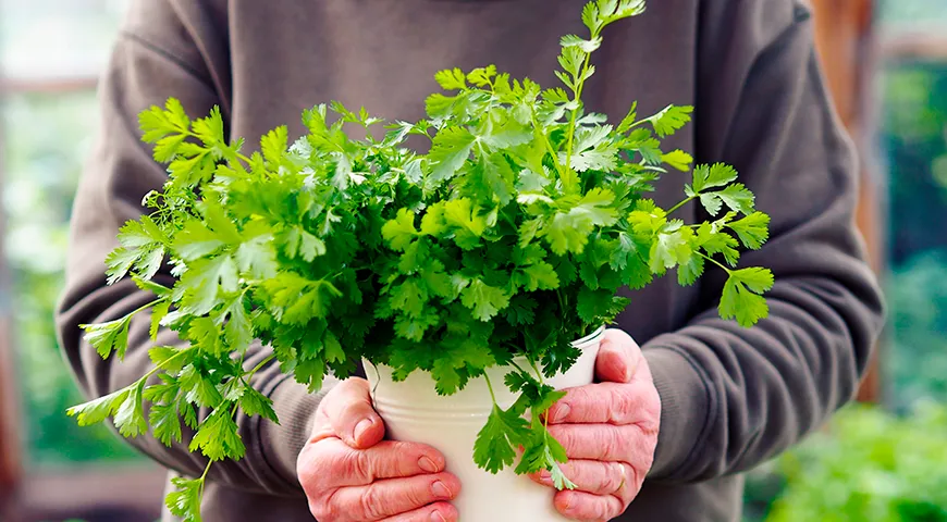 Исследования показывают, что неприятие кинзы связано с генетической чувствительностью к альдегидам