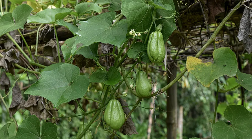 Растение чайот — это мощная лиана, которая за сезон может вымахать до 15-20 метров, если дать ей опору