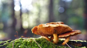 В России начали штрафовать за сбор краснокнижных грибов