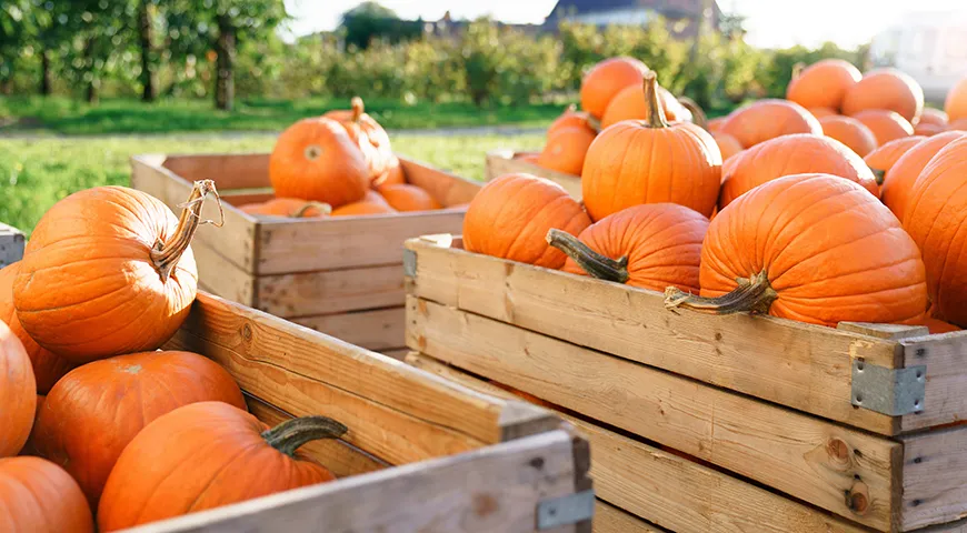 Лучшее время для покупки вкусной и спелой тыквы — октябрь-ноябрь, когда собирают урожай зимних сортов