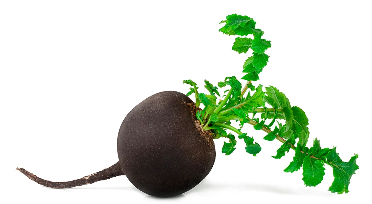 Черная редька