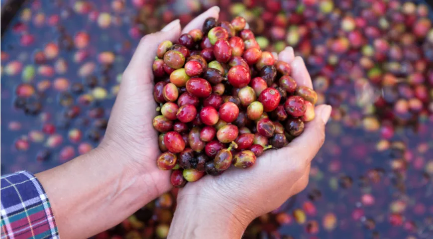 Собранные кофейные зёрна в руках тайского фермера