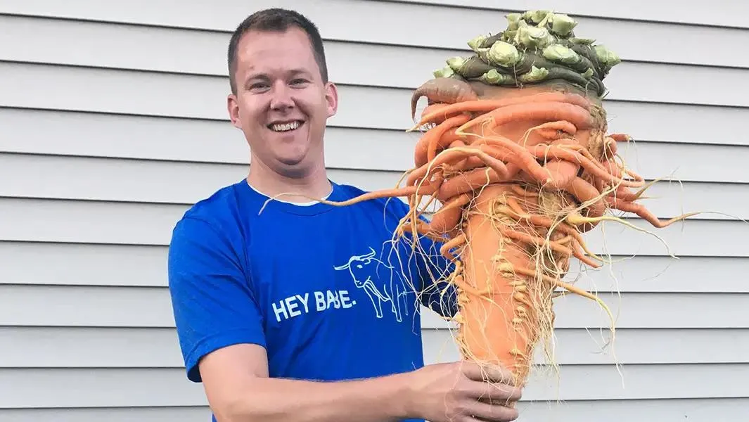 Так выглядит самая большая морковь в мире