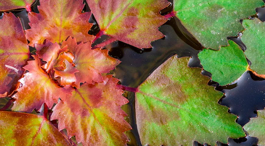 После созревания плоды чилима сами падают на дно водоема, на поверхности остаются только листья