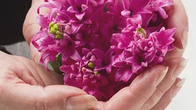 Оптимизация жизни, терапия цветами, зеленый фитнес