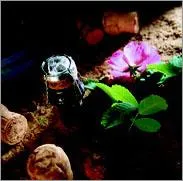 Вино из шиповника