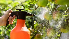 Опасность без запаха: как ранние овощи могут навредить здоровью — рассказала биохимик