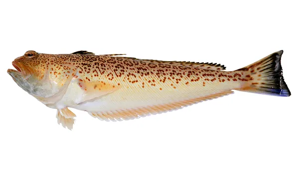 Морской дракон