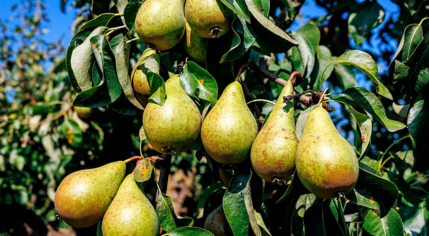 Форма груши Конференция удлиненно-бутылочная, иногда с небольшой асимметрией