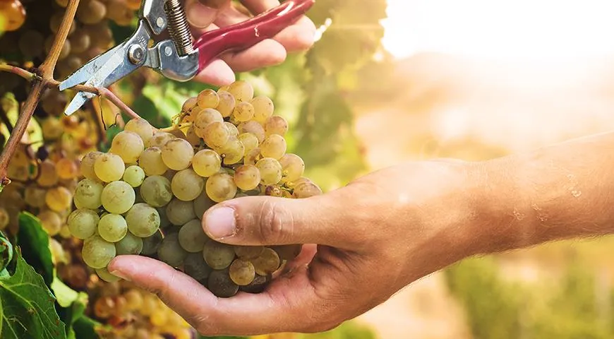 При производстве биодинамических вин используется больший процент ручного труда