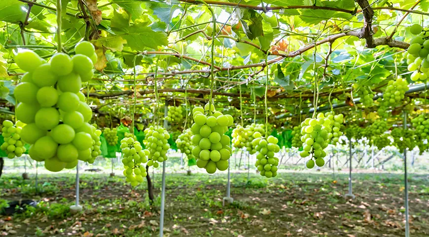 В Японии сезон сбора винограда Шайн Мускат стартует в первых числах июля и заканчивается к концу сентября